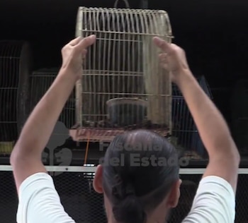 La operación fue posible gracias a una denuncia anónima que alertó sobre la presencia de animales en condiciones de maltrato. Crédito: Fiscalía de Guadalajara