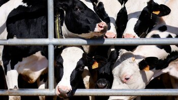 Presidente de Fedegan confirmó que