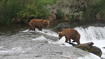 Autorizan matanza de osos en Alaska