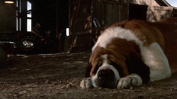 Imagen de 'Cujo', la adaptación