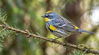 Ave de plumaje gris, blanco y amarillo posada en una rama fina de pino con gotas de agua sobre un fondo verde desenfocado.