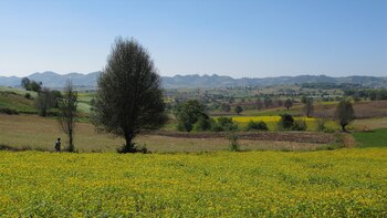 Variedades étnica se separa