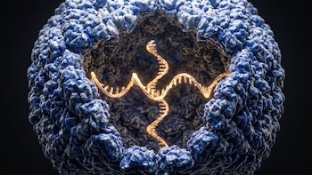 Una cápside geométrica de color azul cobalto parcialmente abierta que contiene una hebra brillante dorada de ARN en un fondo negro