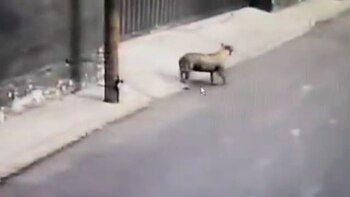 El canino se quitó la