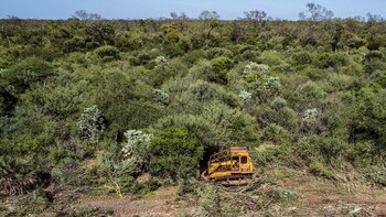 Desforestación ilegal Santiago del Estero