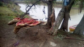 Algunos de los animales recientemente