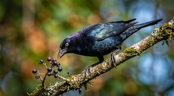 Un ave de plumaje negro iridiscente con ojo claro posada en una rama llena de musgo al lado de bayas oscuras.