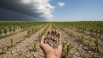 Una mano sostiene tierra seca y agrietada en un campo de maíz joven. El cielo muestra nubes oscuras a la izquierda y azul despejado a la derecha.