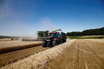 Cosechadora recogiendo trigo y depositándolo en el remolque de un tractor. REUTERS/Benoit Tessier