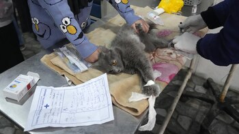 Un gato doméstico recibe tratamiento