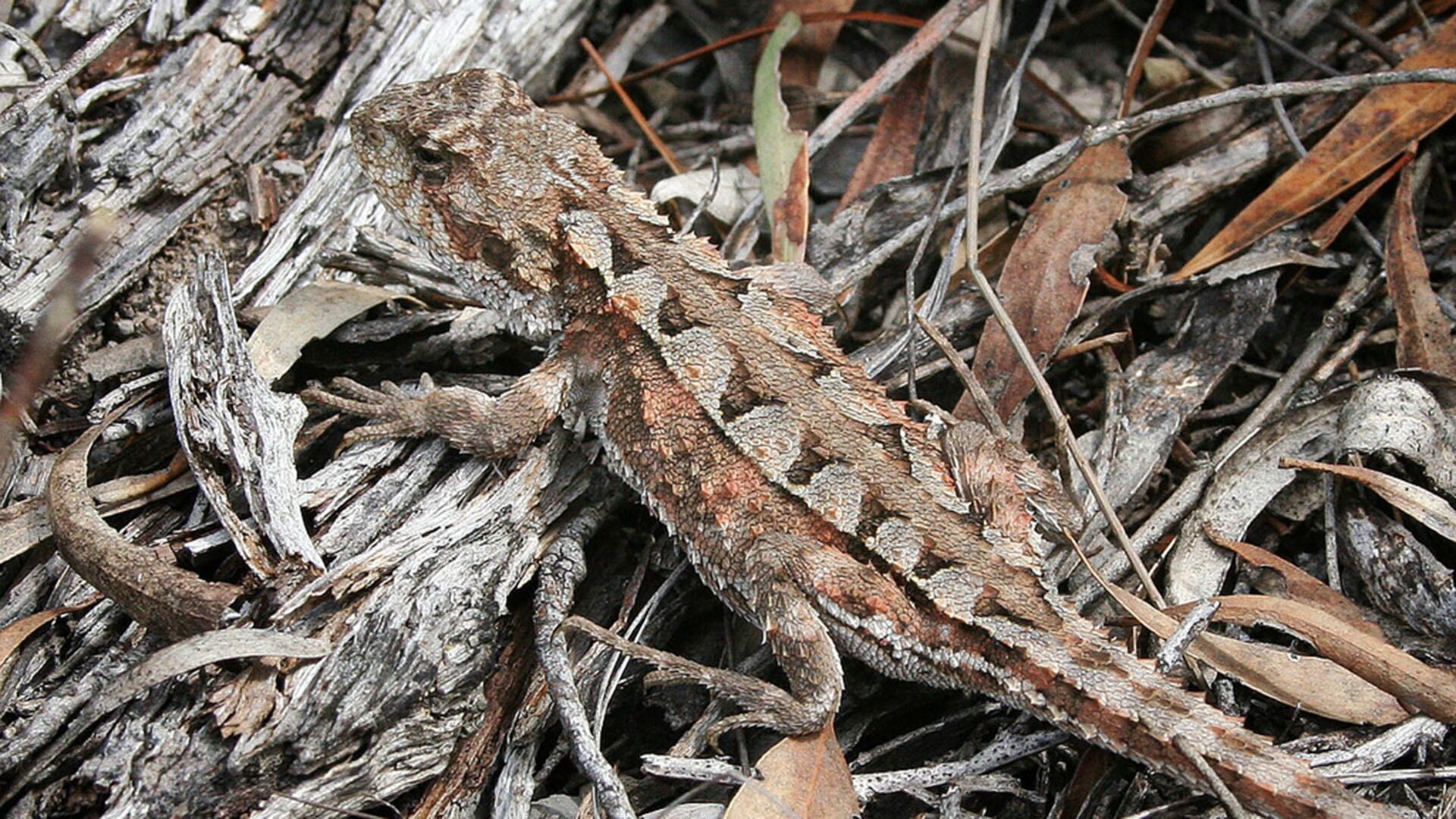 Las colecciones de museos de historia natural resultan clave para entender la biodiversidad y orientar estrategias de conservación. (Nuytsia@Tas ArgentiNat)