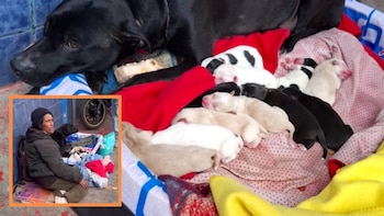 Perrita de habitante de calle