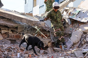 Los animales entrenados por los uniformados juegan un papel fundamental - crédito Suministrado a Infobae Colombia