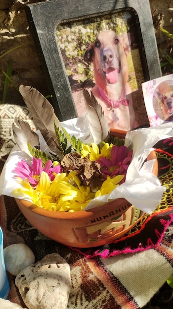 Cuando murió su perra Kira,