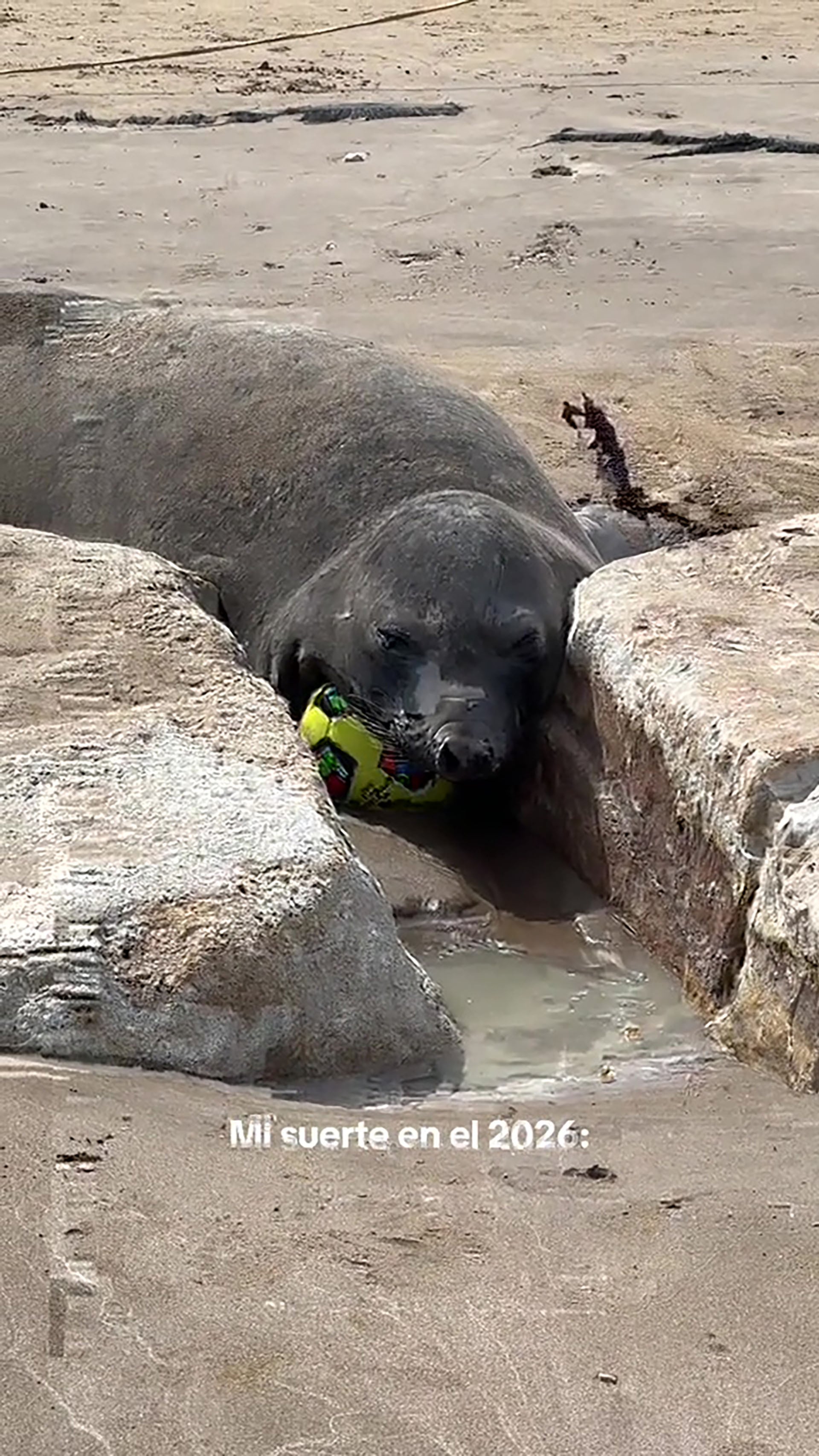 El video que retrata cómo una elefante marina se adueña de la pelota superó las 217 mil reproducciones en 24 horas