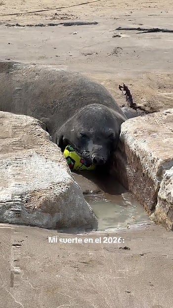 Elefante marino con la cabeza apoyada sobre una pelota de playa en la arena