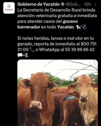 Autoridades en Yucatán alertaron por