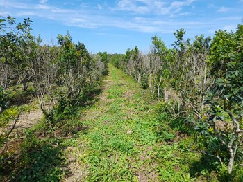 Plantaciones de yerba mate afectadas