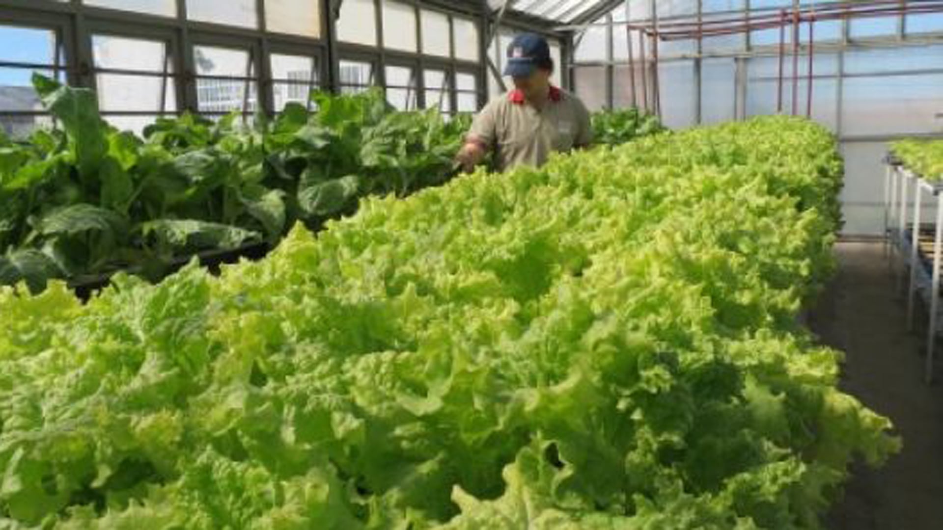 La innovadora técnica agrícola de la hidroponía, que se desarrolla en invernaderos acondicionados, es una de las recomendaciones para incorporar a la agricultura panameña.