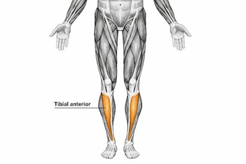 Ilustración de las piernas del cuerpo humano con los músculos. El tibial anterior en cada pierna está resaltado en naranja y etiquetado con su nombre.
