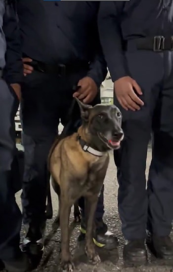 akura, Dalí y Mali, perros especializados en búsqueda y rescate de Bomberos Medellín, fueron enviados a Chocó para apoyar las labores de localización de personas desaparecidas tras el terremoto de magnitud 7,4 - crédito @marovaan/X