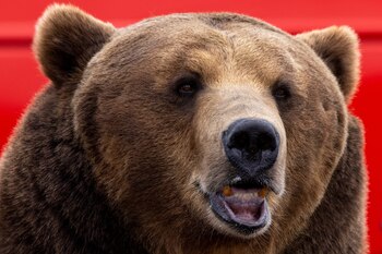 Los humanos son más lentos