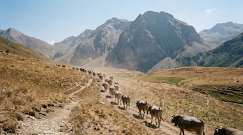Una manada de vacas desciende por un camino de tierra. Los campos circundantes están secos y agrietados. Grandes montañas sin nieve se ven al fondo bajo un cielo claro.