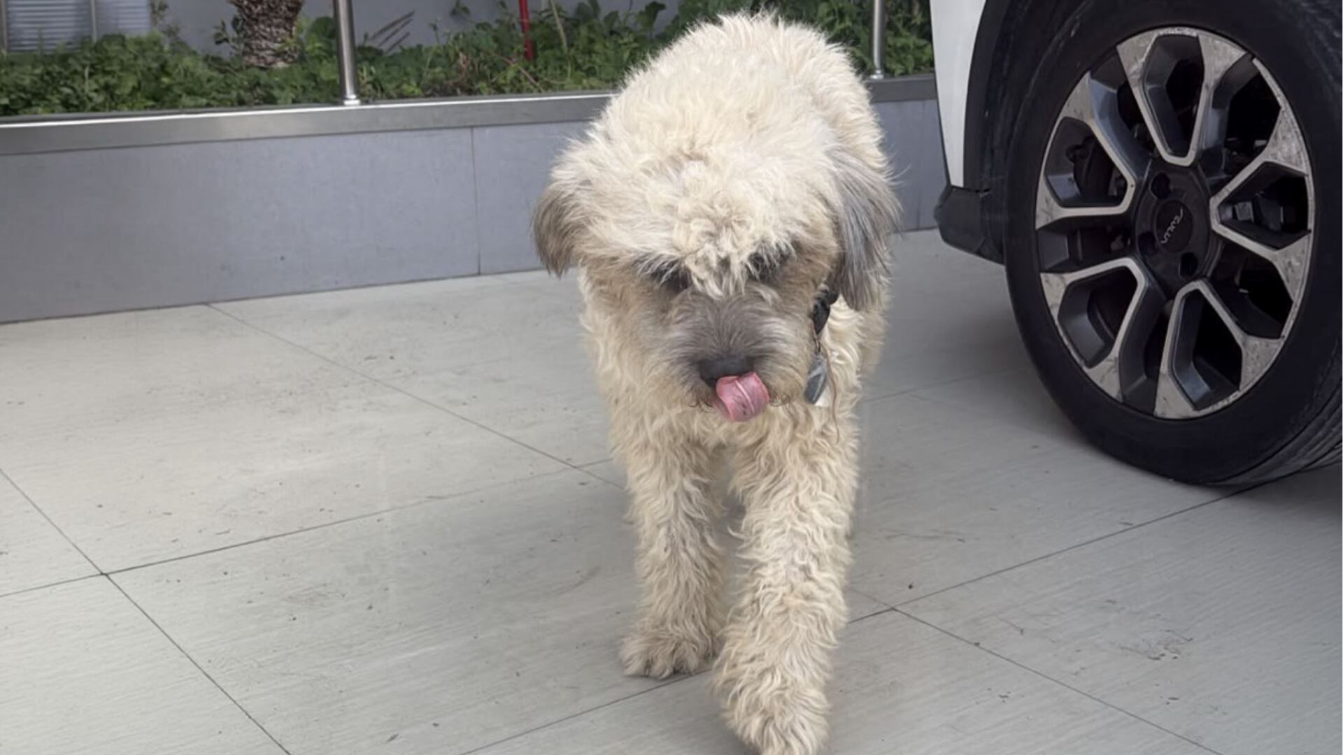 El perro Chismoso camina junto a un vehículo en Lima, mientras sus cuidadores temporales buscan una familia que lo adopte definitivamente. (Agencia Andina)