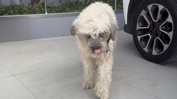 Un perro de pelaje rizado claro camina sobre un piso de baldosas con la lengua afuera, cerca de la rueda de un vehículo blanco