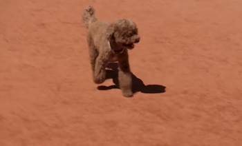 Roland Garros lidera esta transformación, adaptando instalaciones y servicios para que los deportistas puedan estar acompañados por sus mascotas (Captura de video)