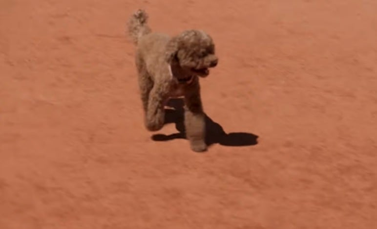 Roland Garros lidera esta transformación, adaptando instalaciones y servicios para que los deportistas puedan estar acompañados por sus mascotas (Captura de video)