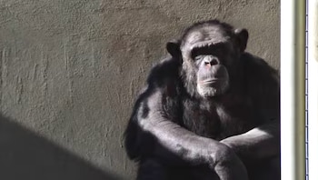 Los grandes simios están en riesgo de extinción por la deforestación y el tráfico ilegal según advierten los expertos en conservación animal
(Fundacion Franz Weber)