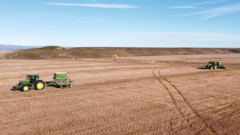 El cereal español afronta semanas