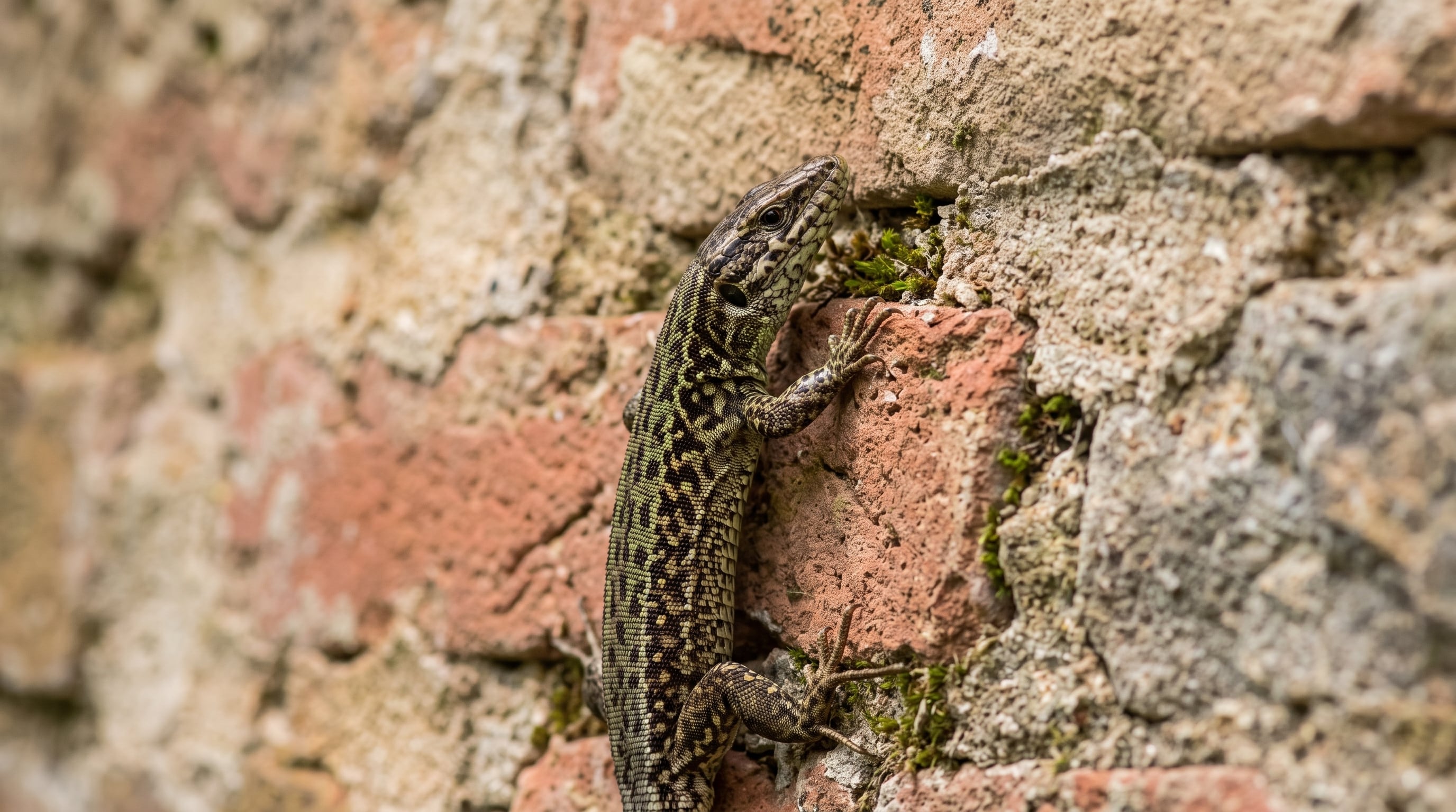La especie de lagartija de pared mantuvo variantes de color blanca, amarilla y naranja en la garganta durante millones de años (Imagen Ilustrativa Infobae)