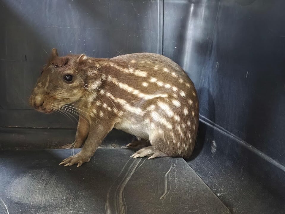 Los operativos de fauna silvestre incluyeron mamíferos, aves y reptiles, con ejemplares como un oso hormiguero, búhos, tortugas, loros reales, torcazas, una iguana, un borugo y crías de zarigüeya - crédito car_cundi / Instagram