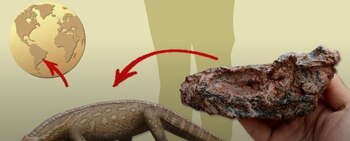 El esqueleto parcialmente conservado de