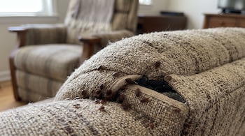 Pequeñas chinches marrones sobre la tela beige y deshilachada del reposabrazos de un sillón.