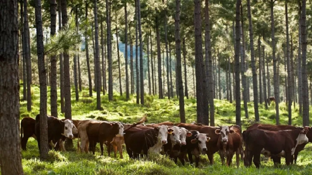 La UE retrasa la ley de deforestación por un año tras presión de países productores