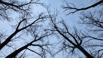 Un equipo internacional informa sobre