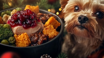 Boom perruno: los perros de