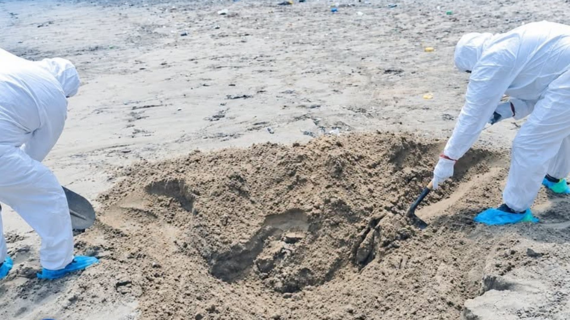 cuatro lobos marinos fueron encontrados muertos en la playa El Silencio, en el distrito de Marcona, provincia de Nasca. Difusión
