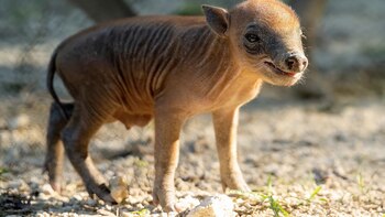 El Zoológico de Miami celebra el histórico nacimiento de una babirusa