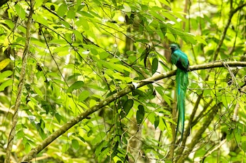 Un quetzal verde con plumas largas en la cola posado en la rama de un árbol rodeado de hojas
