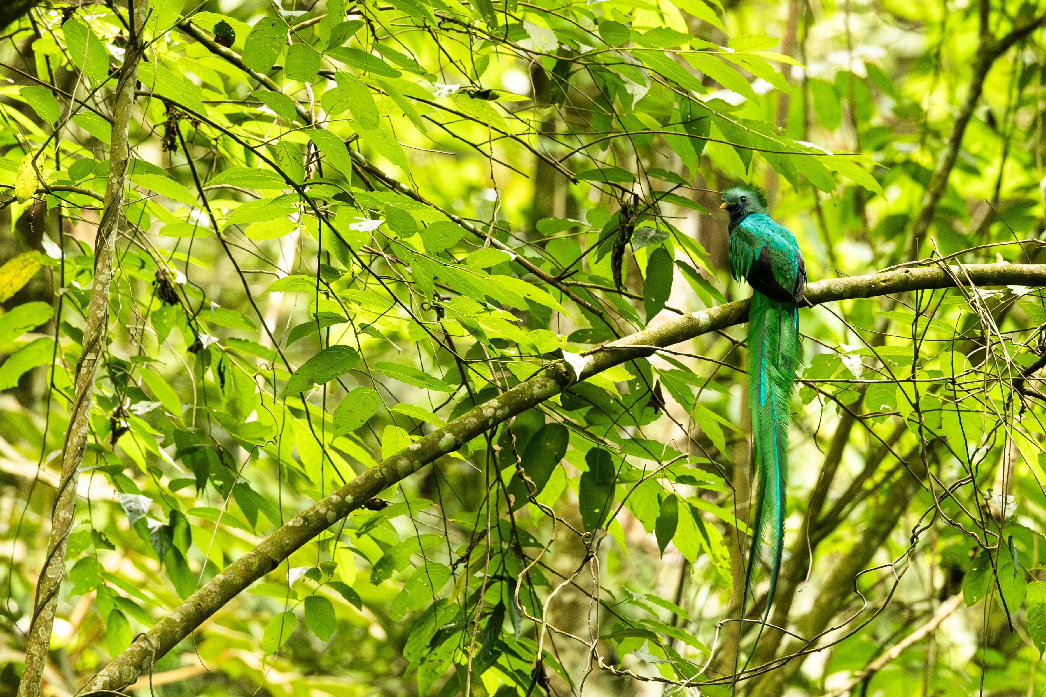 Un quetzal de plumaje verde y cola larga permanece posado en la rama de un árbol rodeado de vegetación. (Conap Guatemala)