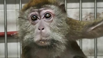 Los últimos siete macacos del exbioterio siguen encerrados en un subsuelo de Saavedra: “El sufrimiento que están pasando es terrible”