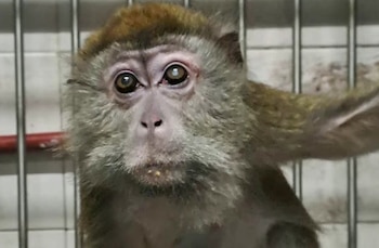 El bioterio del CEMIC, último habilitado en Argentina para experimentar con monos, cesó actividades en 2021