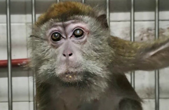 El bioterio del CEMIC, último habilitado en Argentina para experimentar con monos, cesó actividades en 2021