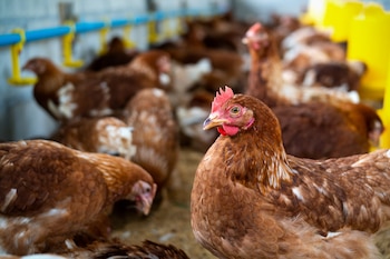 Explotación avícola de gallinas. (Magnific)