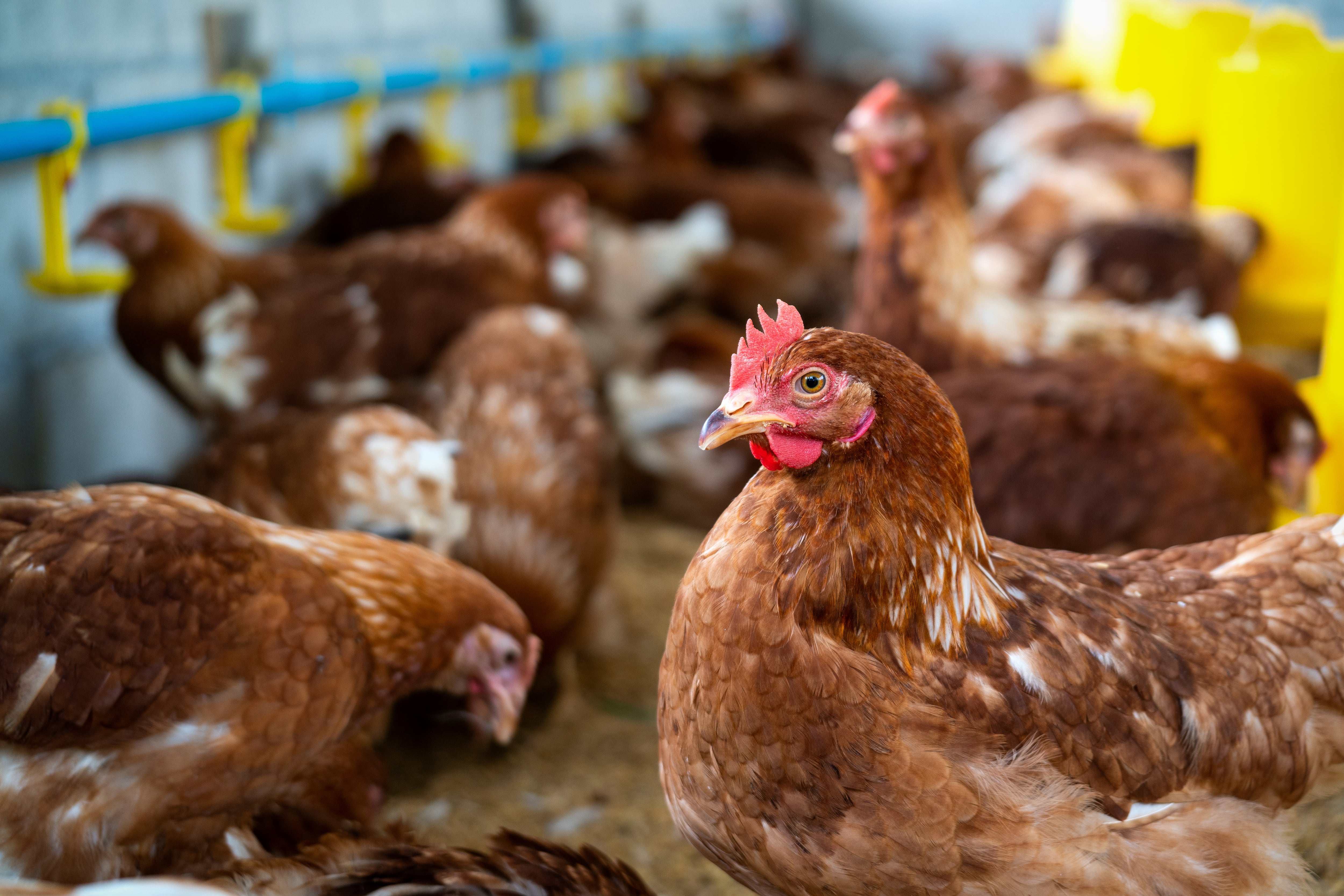 Explotación avícola de gallinas. (Magnific)