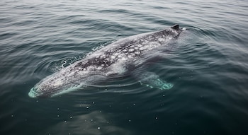 Vista aérea de una ballena gris con piel gris moteada nadando justo debajo de la superficie del agua oscura, mostrando parte de su cuerpo y aletas pectorales translúcidas.